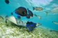 /album/fotogaleria-potapanie-snorchlovanie/hol-chan-marine3-jpg/